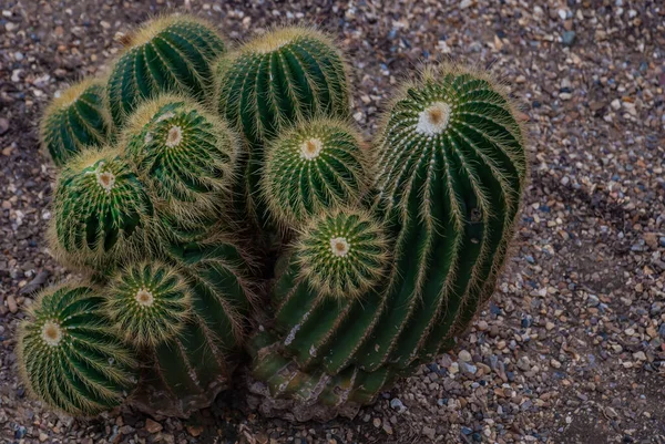Parodia Warasii Cactus Jardín Botánico Plantas Áridas — Foto de Stock
