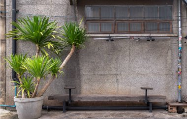 Eski ev duvarının yanında tahta bank ve saksı Dracaena loureiri ağacı ya da Chan Pha ağacı olan rahat bir yer. Seçici odak.