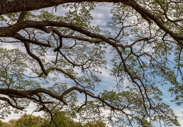 Hermoso Rayo Sol Que Brilla Través Las Ramas Gran Árbol — Foto de Stock