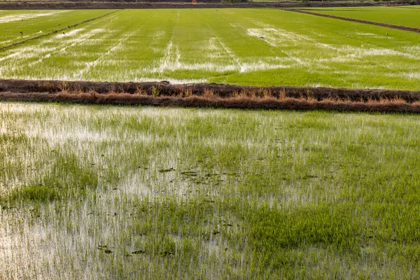 Vacker Risfält Grönt Gräs Känsla Frisk Luft Naturen — Stockfoto