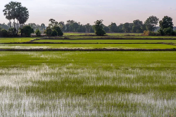 Hermoso Campo Arroz Hierba Verde Sentir Aire Fresco Naturaleza —  Fotos de Stock