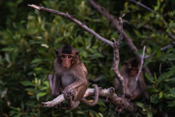 Small Macaque Little Monkey Crab Eating Macaque Sitting Branch Looking — Stock Photo, Image