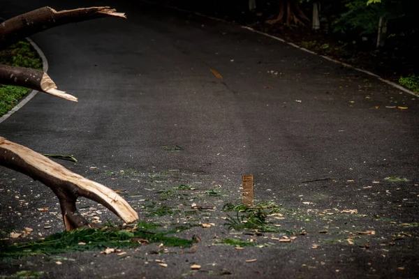 暴雨过后 在森林中倒塌的树木碎片堵塞了道路 树木和障碍物 — 图库照片