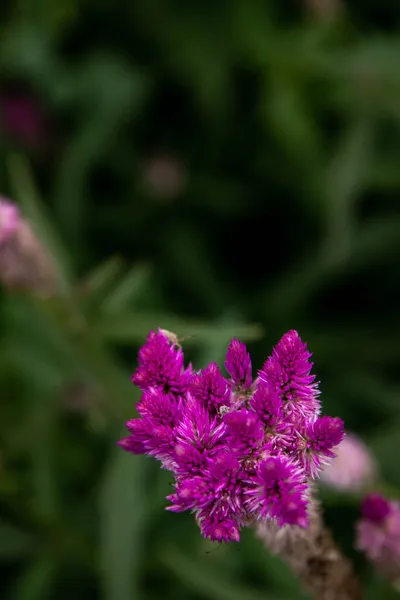 粉红色的芹菜绿茶花 俗称羽毛鸡冠或银鸡冠 盛开生长在自然花园 聚焦和模糊 — 图库照片