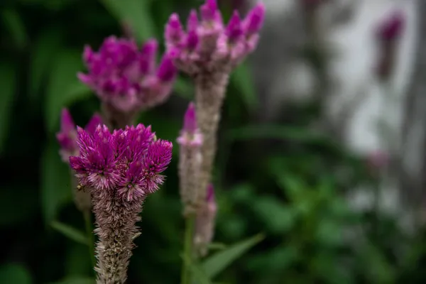 Roze Celosia Argentea Bloem Algemeen Bekend Als Geplukte Hanenkam Zilveren — Stockfoto