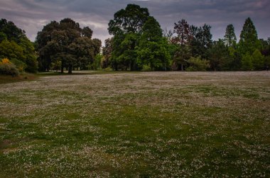 Büyük yeşil ağaçlar, güzel doğa, yeşil çevre manzarası..