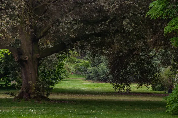 公園の美しい秋 太陽は美しい大きな木の葉を通して輝きます — ストック写真