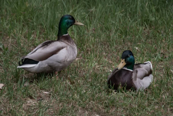 Dois Patos Selvagens Sentados Relva Num Dia Ensolarado Natureza — Fotografia de Stock