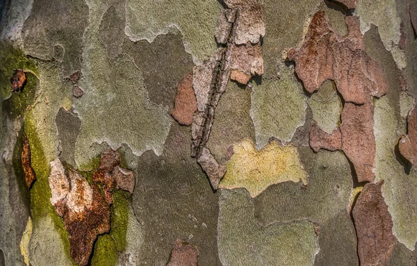 Zavřít Pohled Dřevěné Pozadí Textury Kůry Stromu Starý Strom Mezera — Stock fotografie