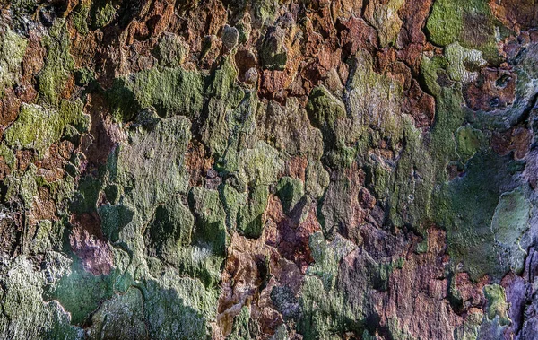 Close Vista Textura Fundo Madeira Árvore Casca Árvore Velha Espaço — Fotografia de Stock