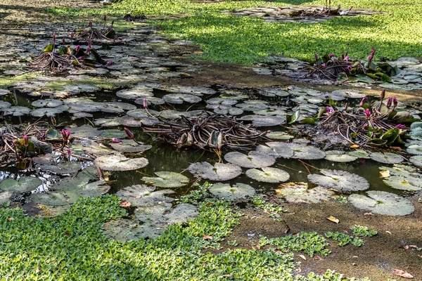 Yeşil Nilüfer Yaprağı Pembe Nilüfer Çiçeği Tayland Kırsalında Doğal Bir — Stok fotoğraf