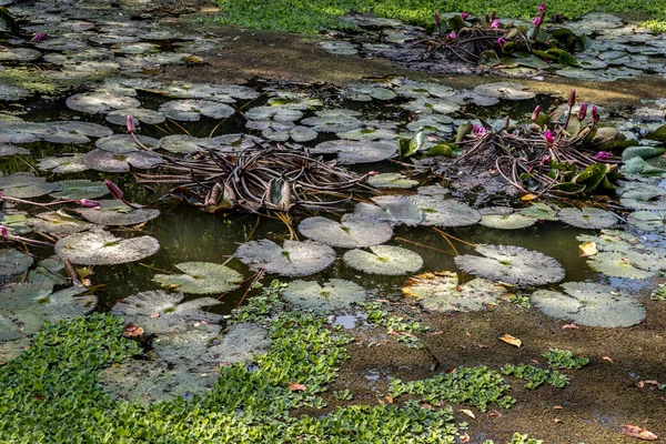 Feuille Lotus Vert Avec Fleur Lotus Rose Dans Canal Naturel — Photo