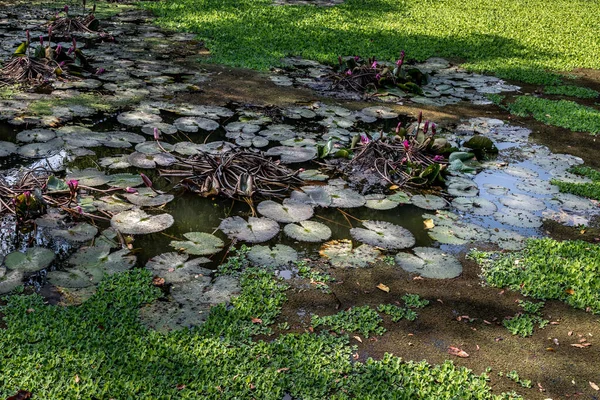 Yeşil Nilüfer Yaprağı Pembe Nilüfer Çiçeği Tayland Kırsalında Doğal Bir — Stok fotoğraf