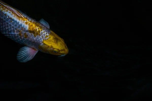 Güneşli Bir Günde Balık Havuzunda Yüzen Renkli Koi Balıklarının Koi — Stok fotoğraf