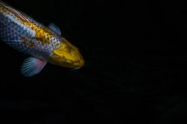 Detalhe Colorido Koi Fishs Koi Carp Nadando Dentro Lagoa Peixes — Fotografia de Stock