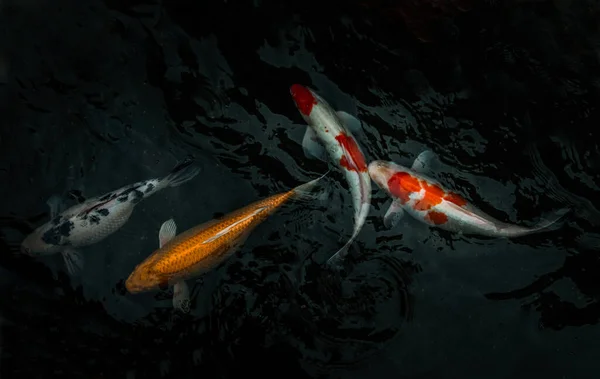 Detail Barevných Koi Fishs Nebo Koi Carp Plavání Uvnitř Rybníka — Stock fotografie
