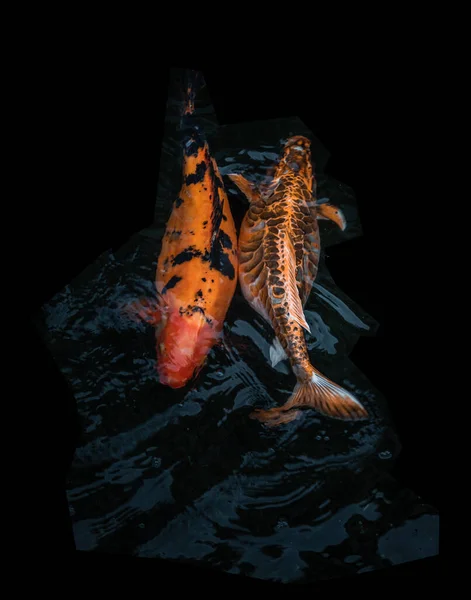 Detail Bunter Koi Fische Oder Koi Karpfen Die Bei Sonnigem — Stockfoto