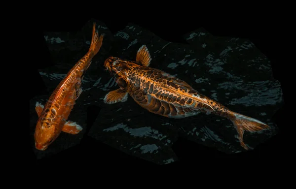 Dettaglio Colorati Koi Fishs Koi Carp Nuotare All Interno Dello — Foto Stock