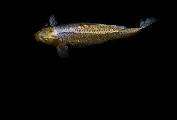Güneşli Bir Günde Balık Havuzunda Yüzen Renkli Koi Balıklarının Koi — Stok fotoğraf