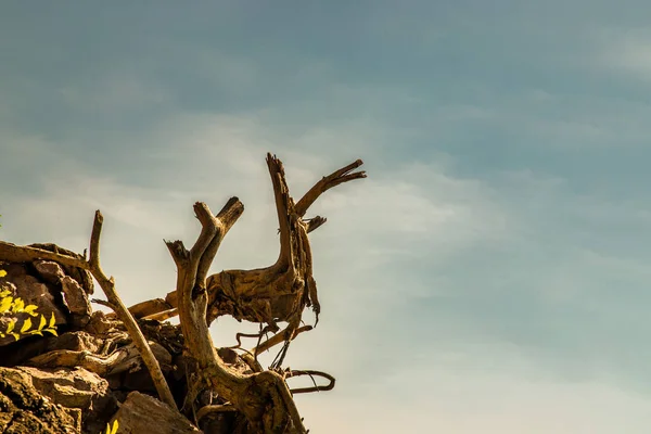 Een Paar Dode Takken Rots Met Een Natuurlijke Blauwe Lucht — Stockfoto