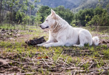 Güneşli bir yaz gününde, Forest Park 'taki yeşil çimlerin üzerinde sakince oturan beyaz bir köpek. Seçici odak.