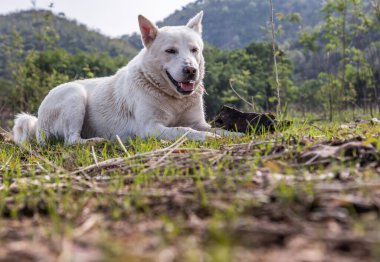 Güneşli bir yaz gününde, Forest Park 'taki yeşil çimlerin üzerinde sakince oturan beyaz bir köpek. Seçici odak.