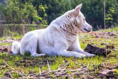 Güneşli bir yaz gününde, Forest Park 'taki yeşil çimlerin üzerinde sakince oturan beyaz bir köpek. Seçici odak.
