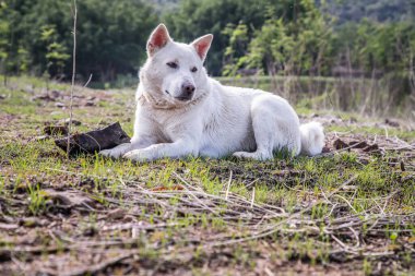 Güneşli bir yaz gününde, Forest Park 'taki yeşil çimlerin üzerinde sakince oturan beyaz bir köpek. Seçici odak.
