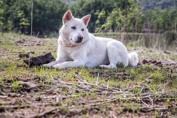 Cão Branco Sentado Calmamente Grama Verde Parque Floresta Verão Ensolarado — Fotografia de Stock