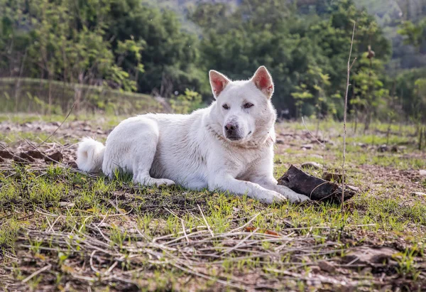 Cão Branco Sentado Calmamente Grama Verde Parque Floresta Verão Ensolarado — Fotografia de Stock