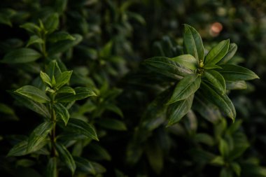 Allamanda Cathartica ya da Apocynaceae 'nin yeşil yaprakları bahçede güzel bir bitkidir. Doğa arkaplan kavramı, Odaklanma ve bulanıklık.
