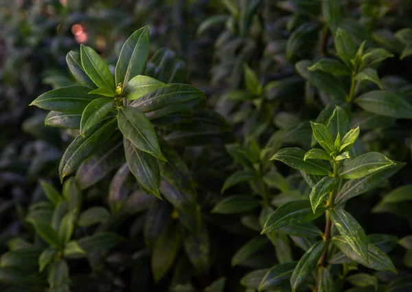 Allamanda Cathartica Vagy Apocynaceae Zöld Levelei Egy Gyönyörű Növény Kertben — Stock Fotó