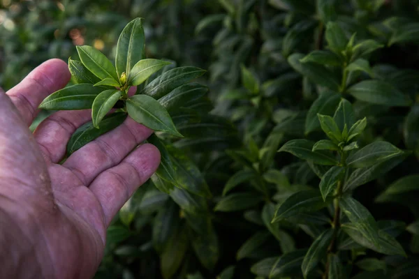 Close Hand Touching Green Leafs Allamanda Cathartica Green Apocynaceae Concept — Stock Photo, Image