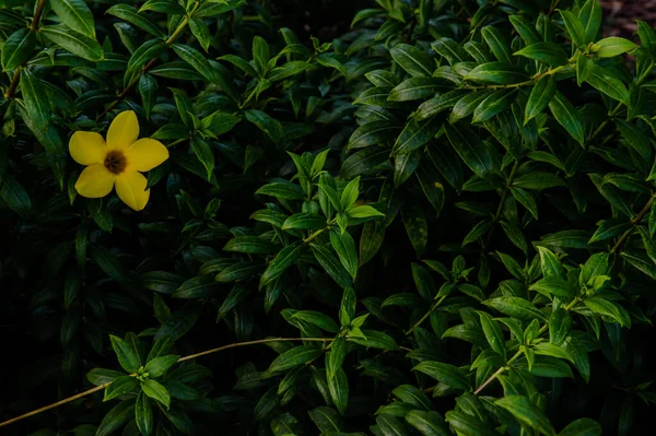 黄色的金冠花或Allamanda Cathartica绿色的叶子和模糊的背景 热带花 没有焦点 特别是 — 图库照片