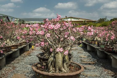 İnanılmaz Adenium arabicum bitkisi. Pembe çöl gülü saksısı, bahçe süsü olarak kullanılan Bonsai ağacı. Seçici odak.