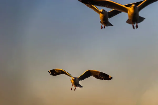 Martılar Akşamları Gökyüzünde Kanat Çırparak Uçuyor Metin Için Boşluk Özellikle — Stok fotoğraf