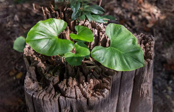 Colocasia Esculenta Planta Hoja Verde Los Tocones Sendero Montaña Enfoque —  Fotos de Stock