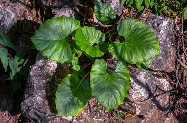 Colocasia Esculenta Planta Frunze Verzi Piatra Calea Sus Munte Focalizare — Fotografie, imagine de stoc