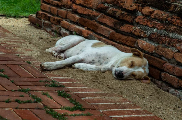 Ein Schlafender Hund Bequem Auf Dem Sandboden Des Wat Phra — Stockfoto