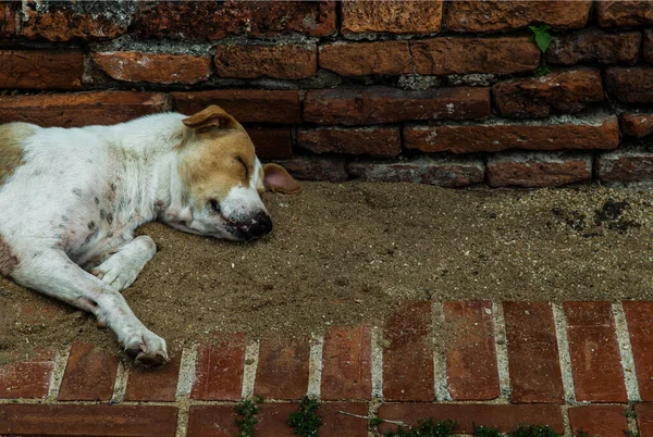 一只狗睡在Wat Phra Sanphet的沙地上 很舒服 没有重点 特别是 — 图库照片