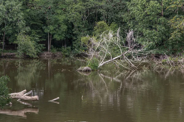 沿河倒下的那棵树断了 感觉掉进了水里 — 图库照片