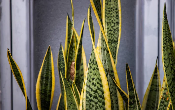 Sansevieria Trifasciata Снаке Плант Конопля Гадюки Язык Свекрови Растение Яркими — стоковое фото