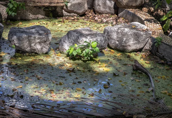 阳光照亮了池塘里的石头和绿色植物 墙纸的漂亮背景 选择性焦点 — 图库照片