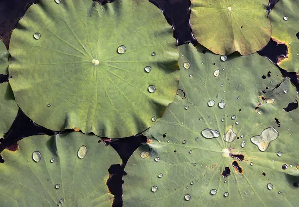 Vízcseppek Zöld Víz Felszínén Liliomlevelek Úszkálnak Tóban Zöld Lótuszlevél Vízcseppekkel — Stock Fotó