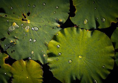 Yeşil su yüzeyindeki su damlacıkları nilüfer yaprakları gölette yüzer. Su damlacıklarıyla birlikte yeşil nilüfer yaprağı seçici bir şekilde konuya odaklanmış. Seçici odak.
