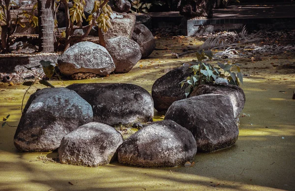 Sonnenstrahlen Erleuchten Steinhaufen Und Grüne Pflanzen Teich Schöner Hintergrund Für — Stockfoto