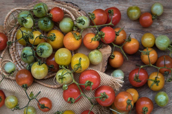 Group Colorful Variety Fresh Wild Tomatoes Mini Cherry Tomatos Old — Stock Photo, Image