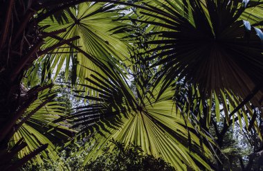 Güneş ışığında yeşil palmiye yaprağının çok güzel bir arka planı var. Doğa ışığı ve gölgeler yeşil palmiye yaprakları üzerinde sanat, seçici odak.