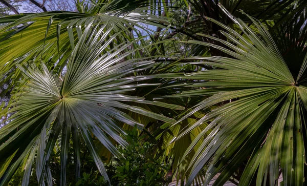 Beautiful Background Green Sugar Palm Leaf Morning Sunlight Nature Light — Stock Photo, Image
