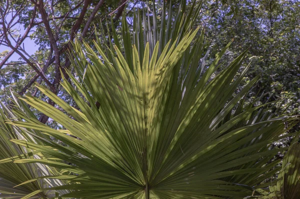 Beautiful Background Green Sugar Palm Leaf Morning Sunlight Nature Light — Stock Photo, Image